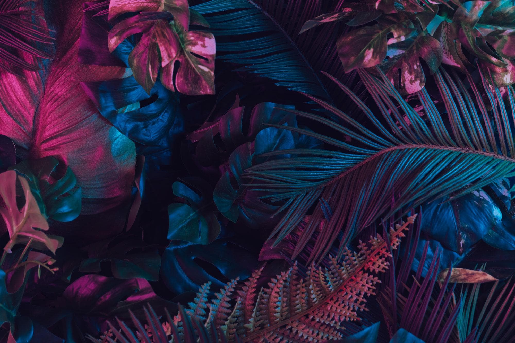 Midnight Teal Fuchsia Jungle Peel and Stick Wallpaper, Custom Sizes Tropical Leaves Wall Mural - View 6