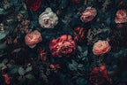 Mauve Peony Wall Mural: Large Scale Floral Peel and Stick Wallpaper - View 6