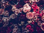 Dark Vintage Peony Wall Mural: Moody Burgundy Floral Peel and Stick Wallpaper - View 5