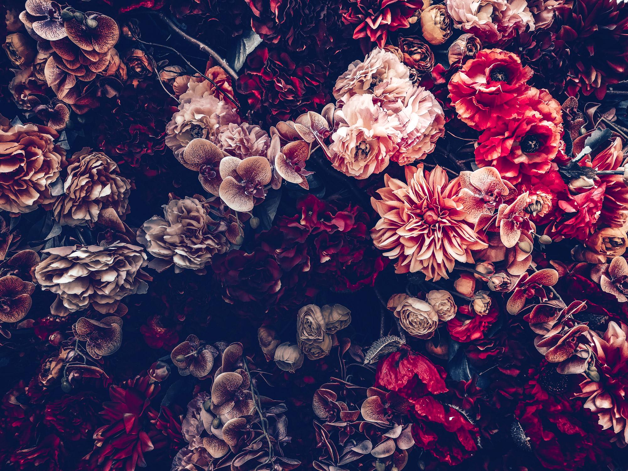 Dark Vintage Peony Wall Mural: Moody Burgundy Floral Peel and Stick Wallpaper - View 5