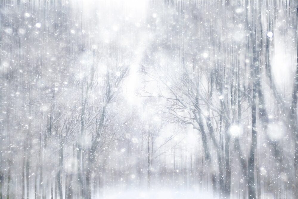 Snowy Forest Wallpaper : Winter Woodland Mural - View 2